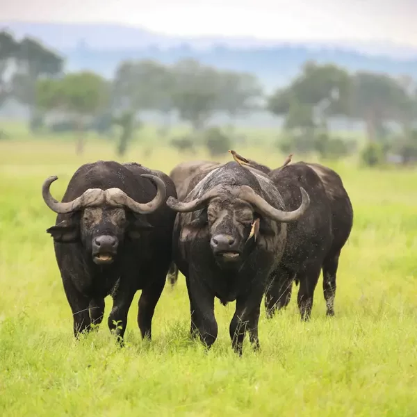 Buffaloes in Mikumi National Park, Tanzania