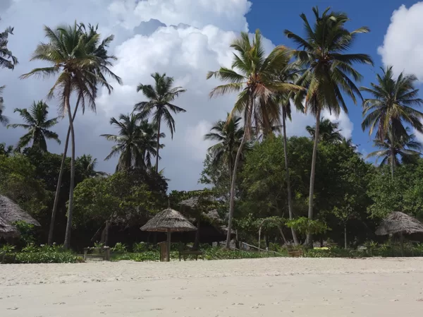 Tropical beach with palm trees on the Tanzania mainland coast