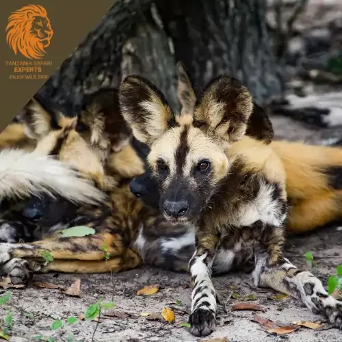 African wild dogs in Nyerere National Park during a Tanzania safari