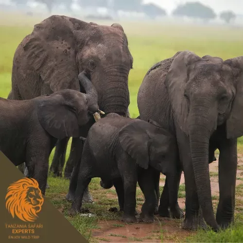 Elephants in Mikumi National Park savannah