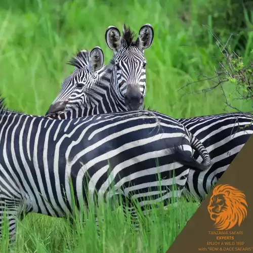 Zebra in Mikumi National Park savannah Tanzania