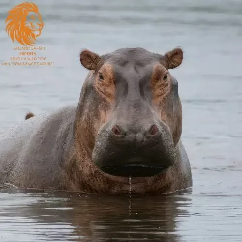 Hippopotamus in Ngorongoro Crater Tanzania