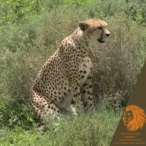 Cheetah sitting in the grass in Serengeti National Park, Tanzania