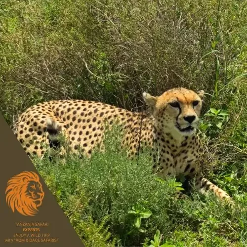 Gepardu mamma Serengeti