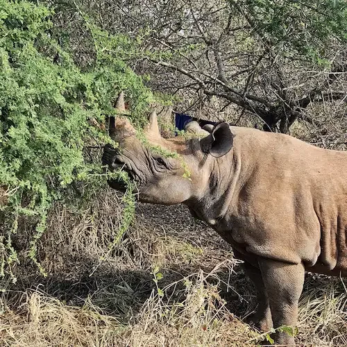 Rhino near an acacia tree in Mkomazi National Park, Tanzania