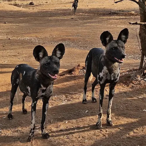 Wild dogs in Mkomazi National Park, Tanzania