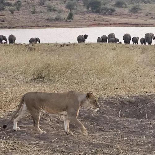 Lion and elephants in Mkomazi National Park, Tanzania