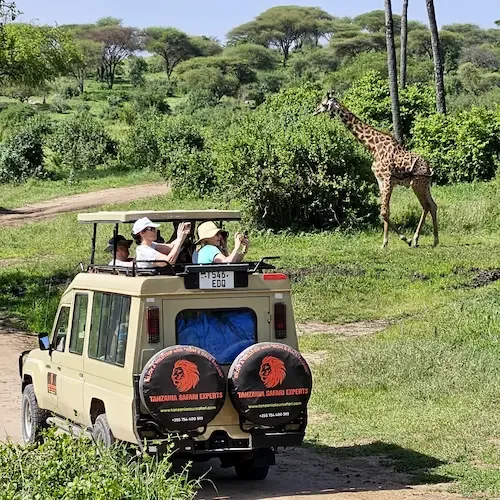 Tūristi fotografē žirafi no safari auto Tarangirē