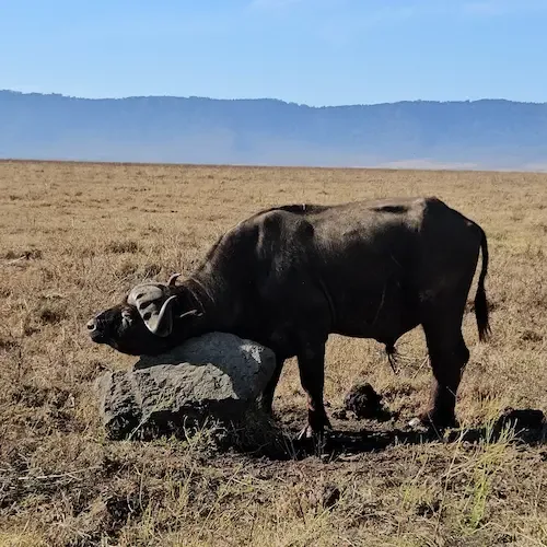 Āfrikas bifelis atpūšas uz akmens Ngorongoro krāterī