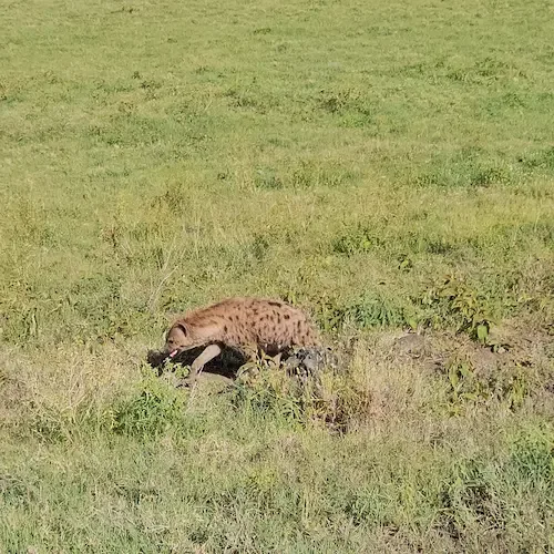 Hiēna Ngorongoro krāterī