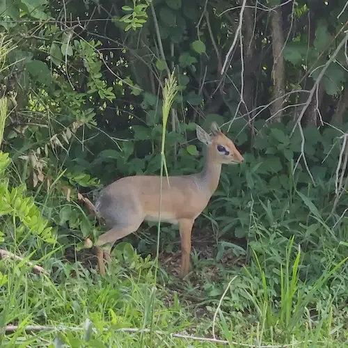 Antilope dik-dik Tarangires nacionālajā parkā, Tanzānijā