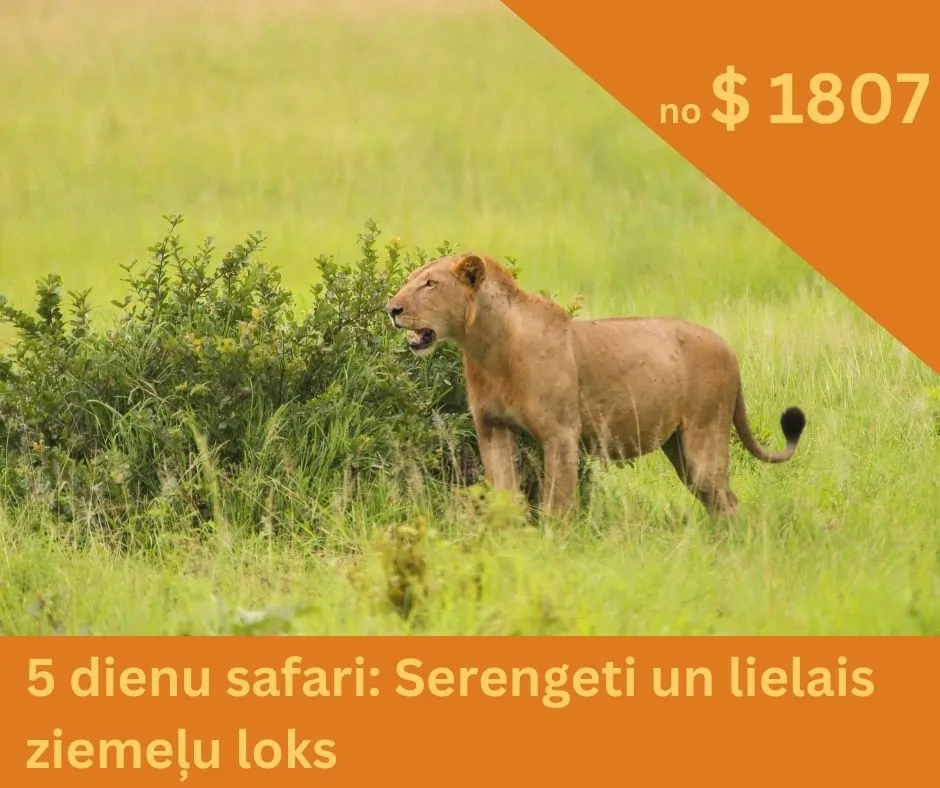 lauva-serengeti-safari-tanzanija.webp