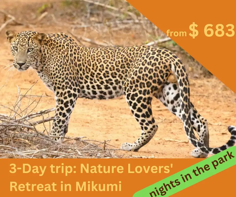 leopard-mikumi-safari-tanzania.webp