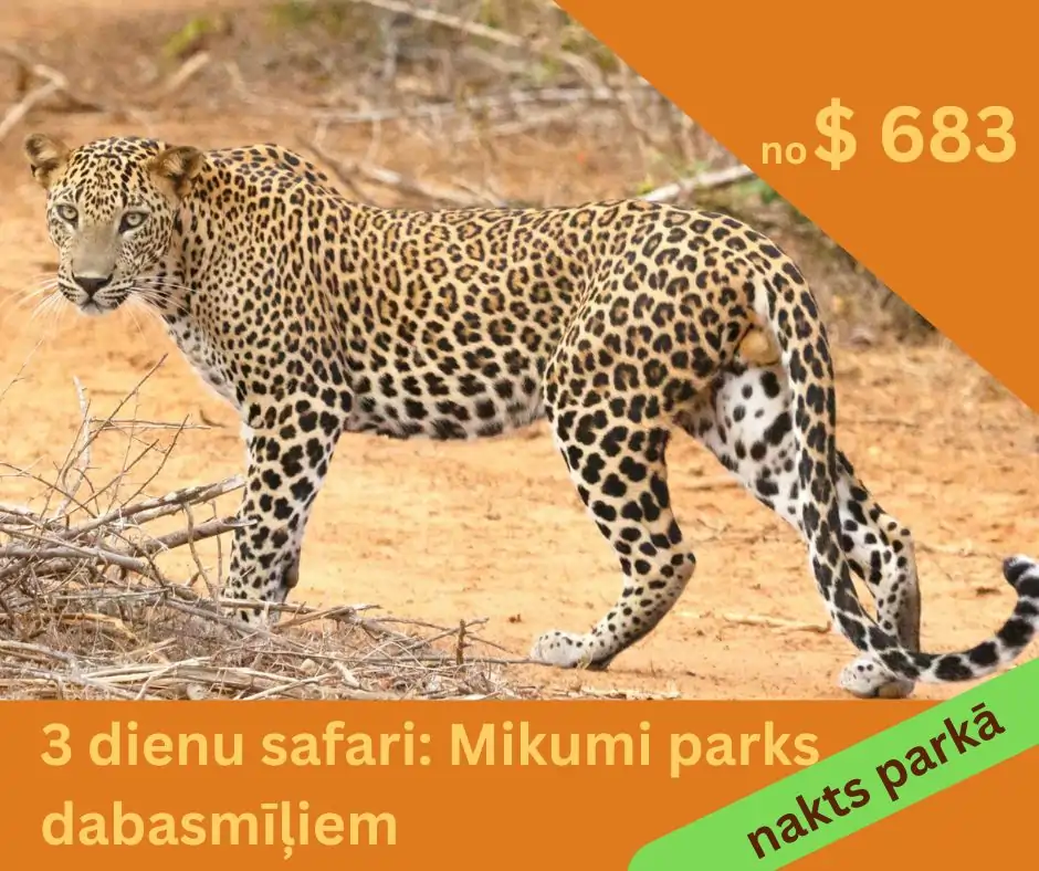 leopards-mikumi-safari-tanzanija.webp