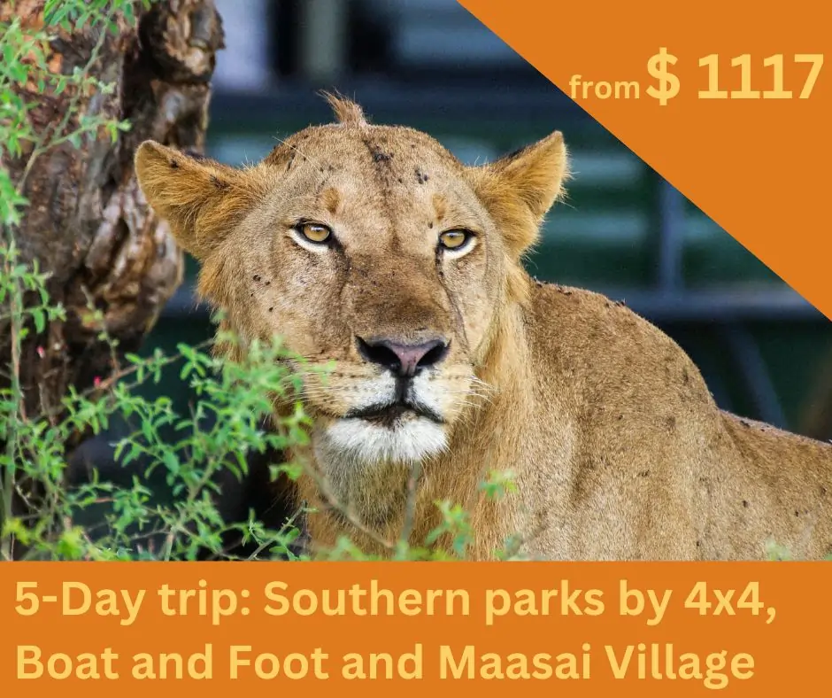 lion-safari-tanzania.webp