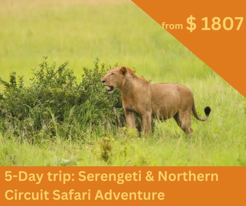 lion-serengeti-safari-tanzania.webp