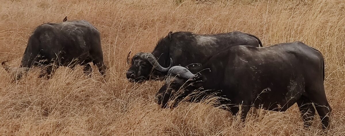 Big five by Tanzania Safari Experts