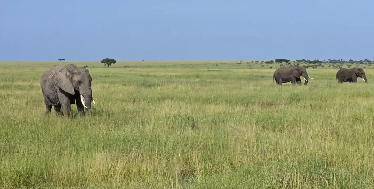 Serengeti un Tanzānijas safari kopā ar Tanzānijas Safari Ekspertiem