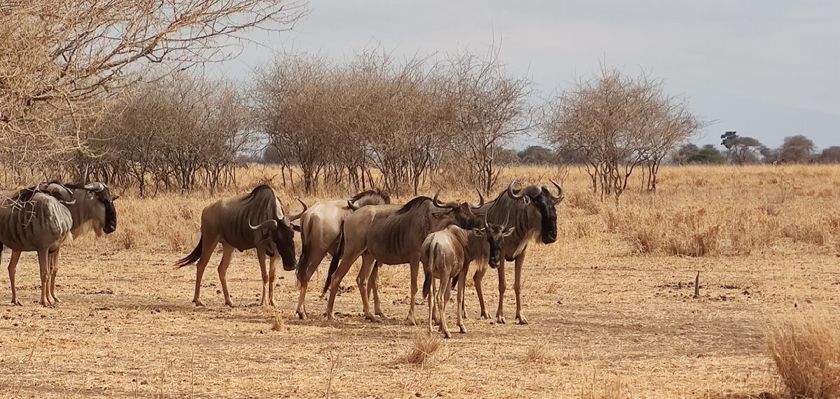 Serengeti & Great Migration & Northern Circuit Safari Adventure - Tanzania Safari Experts