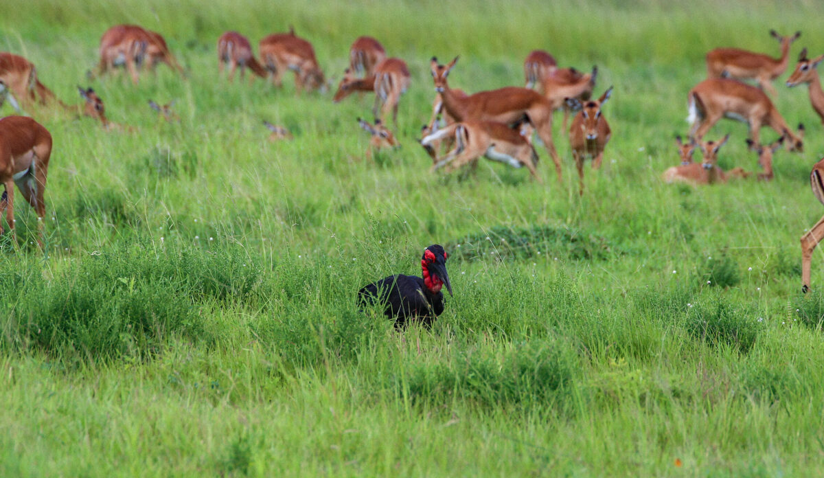 Tanzānijas Safari Eksperti - safari tūre Mikumi nacionālajā parkā