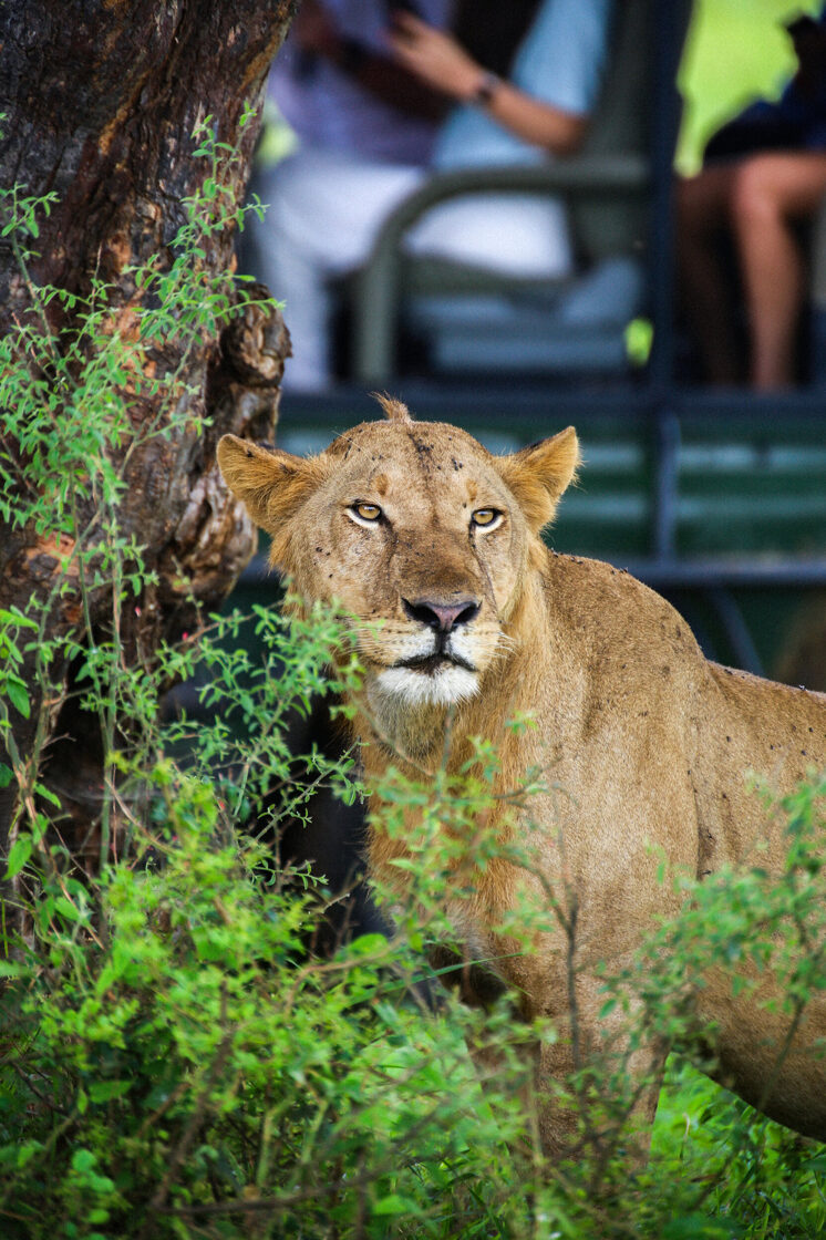 3-Day Safari Tour:  Serengeti Adventure - Tanzania Safari Experts