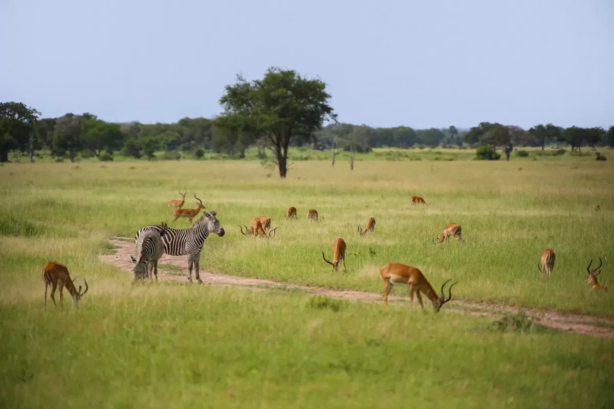 Savannah landscape in Mikumi National Park with zebras and impalas during a Tanzania safari