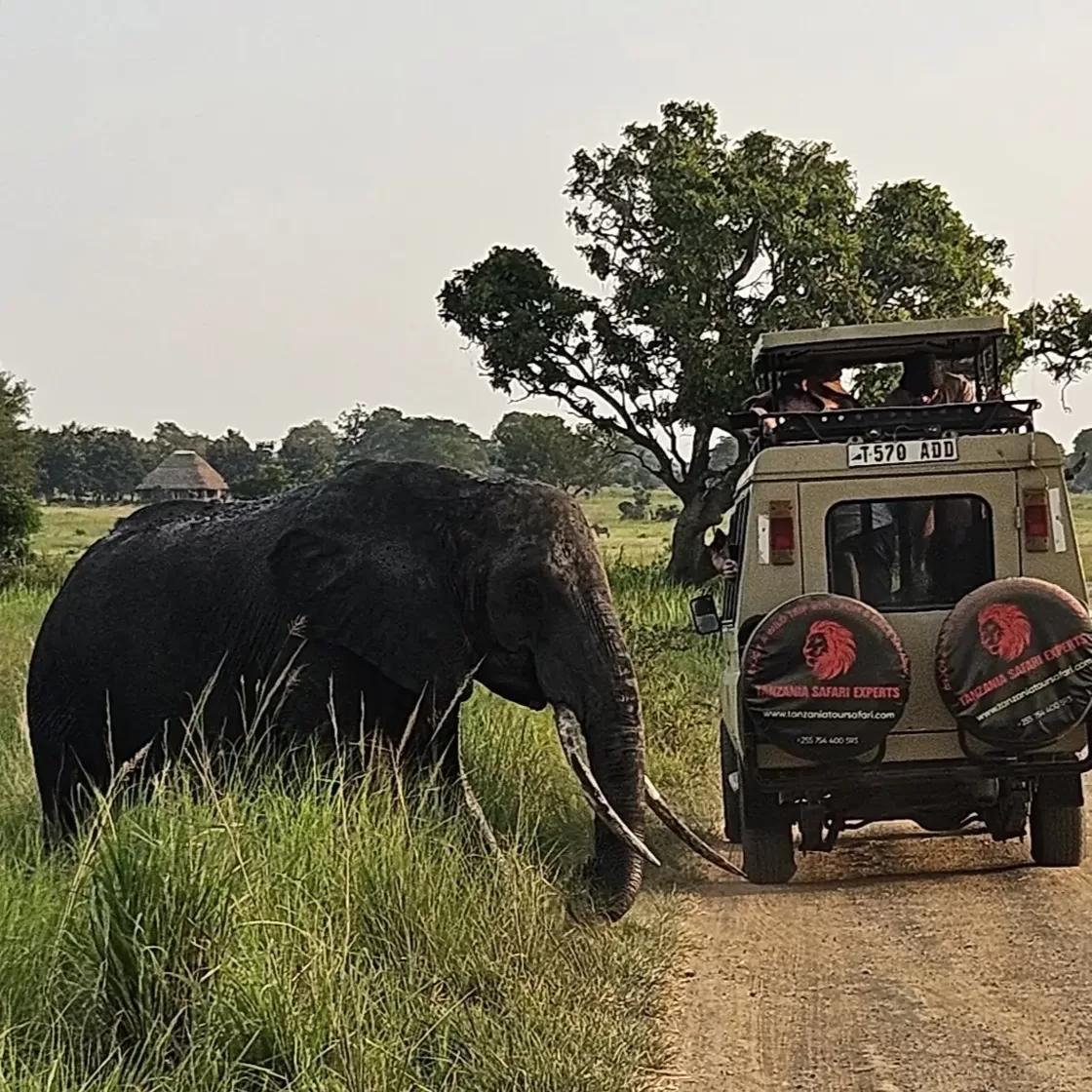 tanzania-safari-mikumi-elephant-game-drive.webp