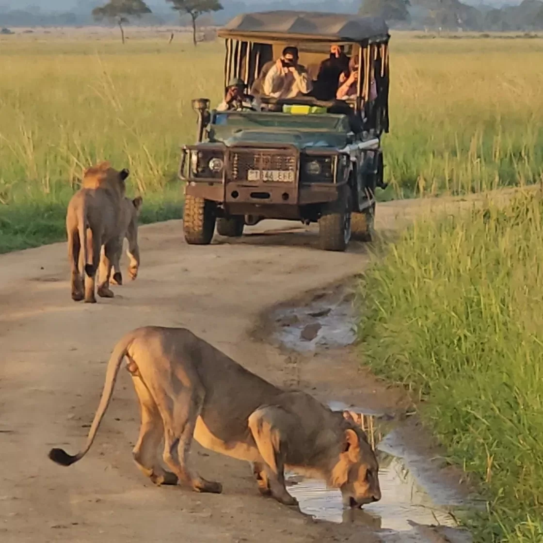 tanzania-safari-mikumi-game-drive-lions-road.webp
