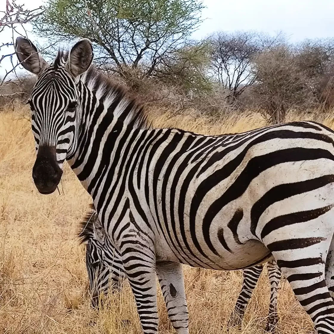 Zebra in Mikumi National Park during a Tanzania safari