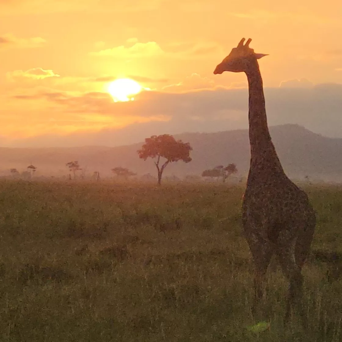 Giraffe at sunset in Serengeti National Park during a Tanzania safari