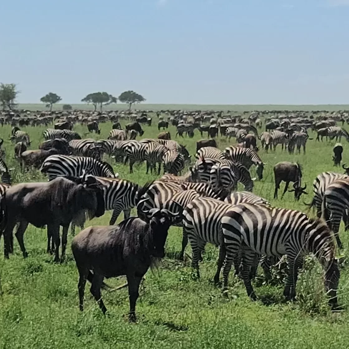 Lielā migrācija Serengeti — zebras un gnū ganāmpulks Tanzānijā