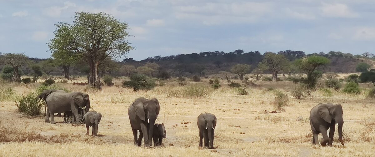 Big five by Tanzania Safari Experts