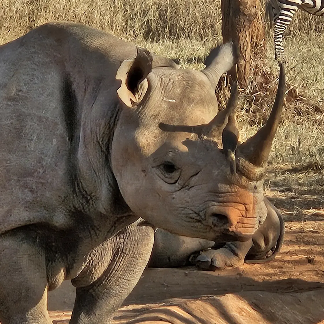 rhino-mkomazi-national-park-tanzania_webp.webp
