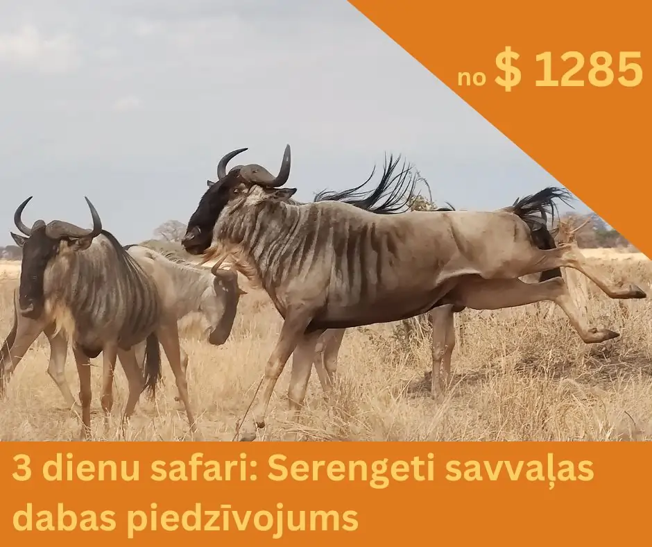 Antilopes gnu skrien Serenegti - safari Tanzānijā