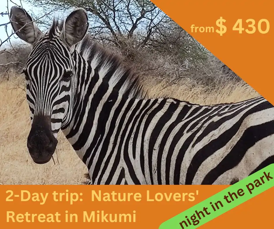 zebra-mikumi-safari-tanzania.webp