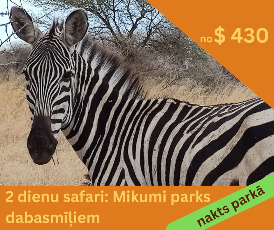 Zebra savannā - safari Tanzānijā